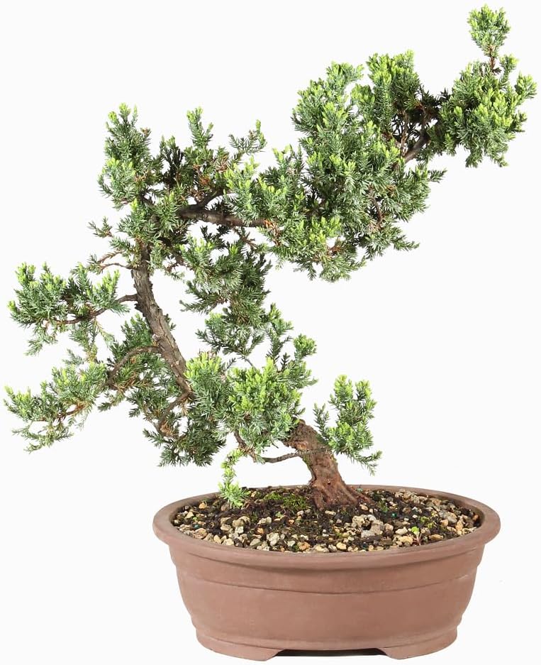Large Juniper Live Bonsai Tree | Live Bonsai Tree, Juniper, Outdoor, Easy Care, Gift Ready