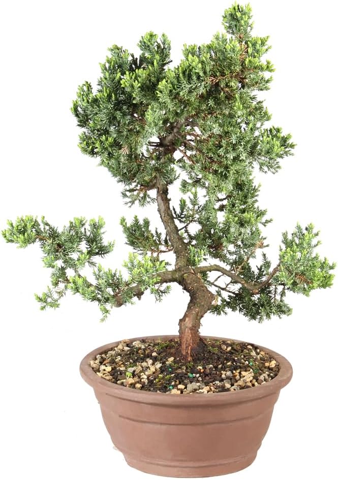 Large Juniper Live Bonsai Tree | Live Bonsai Tree, Juniper, Outdoor, Easy Care, Gift Ready