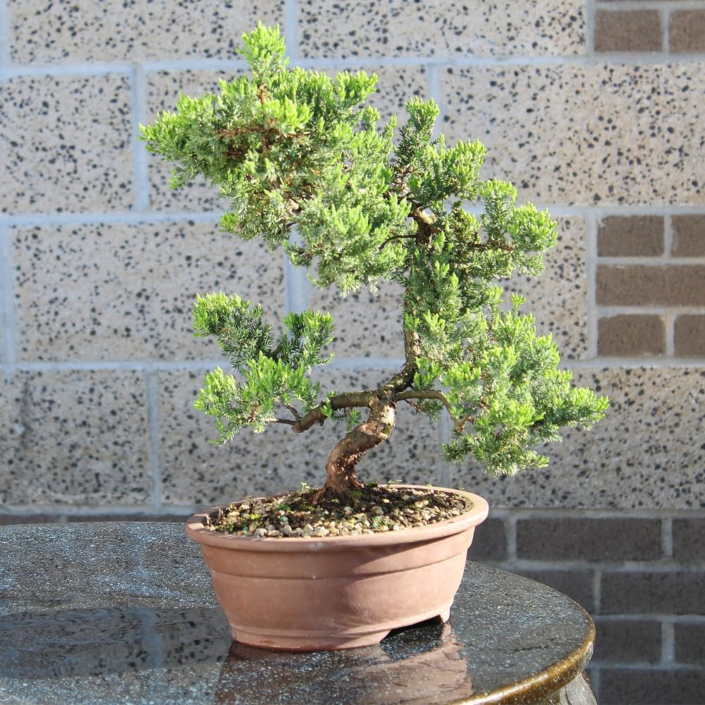 Large Juniper Live Bonsai Tree | Live Bonsai Tree, Juniper, Outdoor, Easy Care, Gift Ready