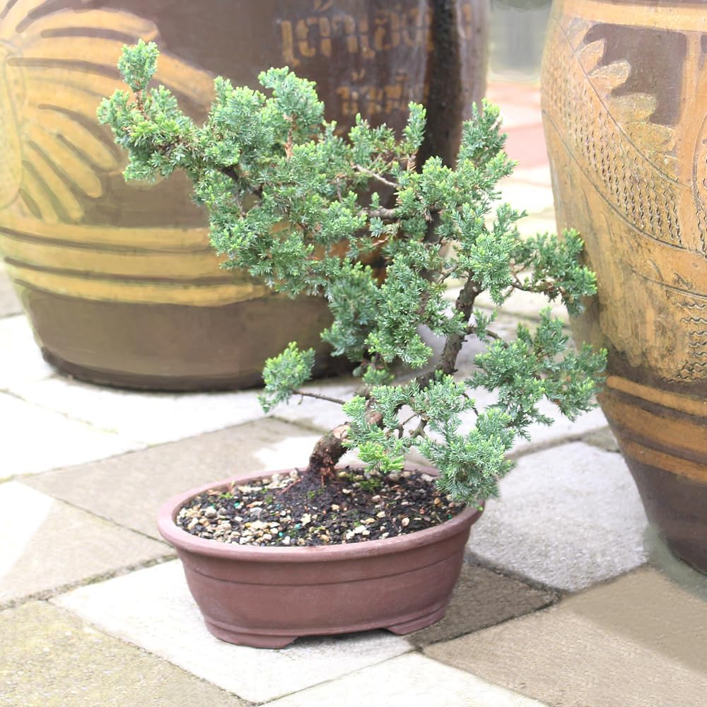 Large Juniper Live Bonsai Tree | Live Bonsai Tree, Juniper, Outdoor, Easy Care, Gift Ready