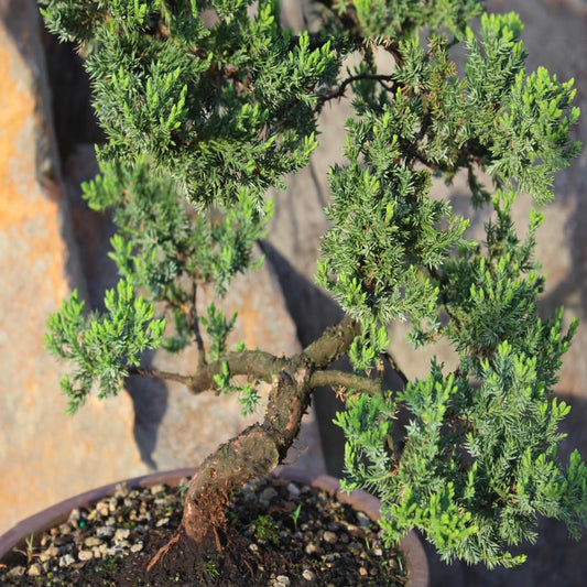 Large Juniper Live Bonsai Tree | Live Bonsai Tree, Juniper, Outdoor, Easy Care, Gift Ready