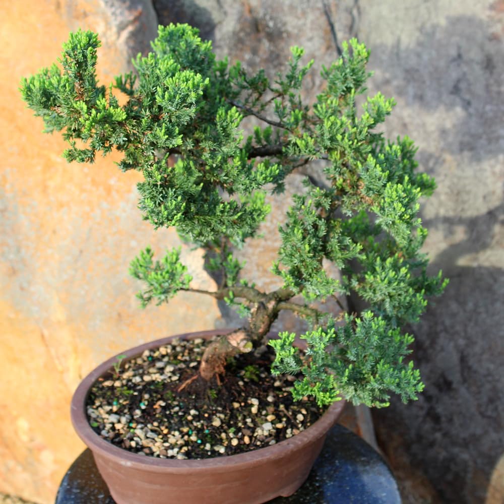 Large Juniper Live Bonsai Tree | Live Bonsai Tree, Juniper, Outdoor, Easy Care, Gift Ready