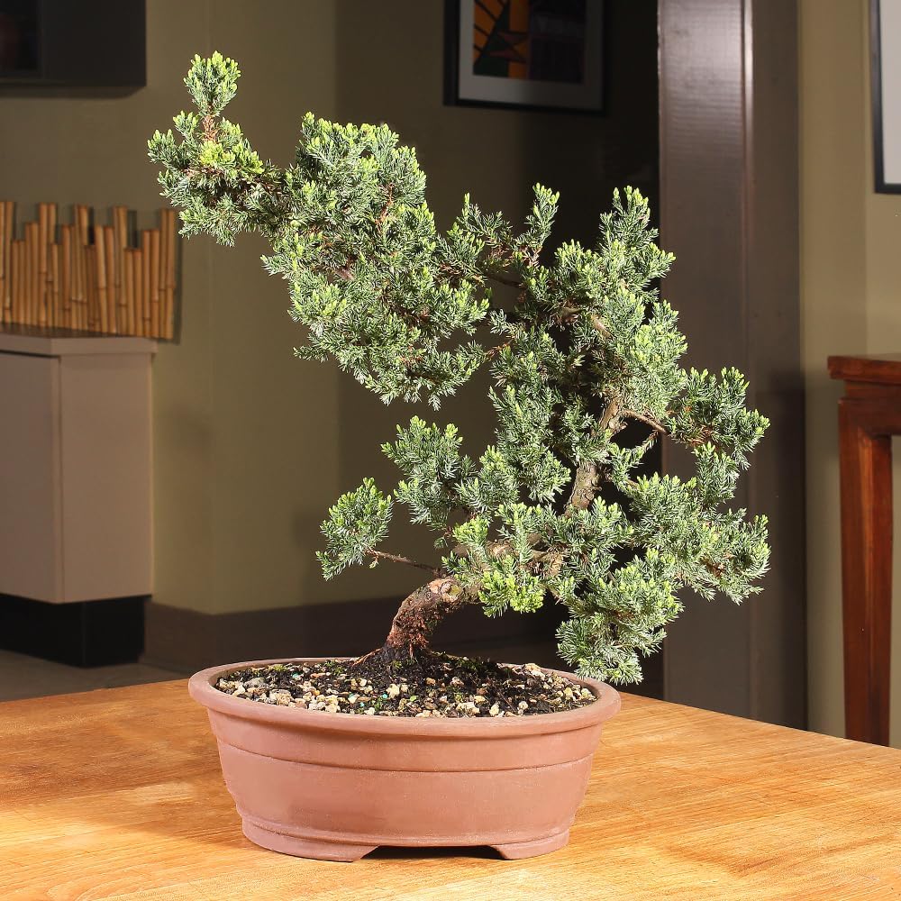 Large Juniper Live Bonsai Tree | Live Bonsai Tree, Juniper, Outdoor, Easy Care, Gift Ready