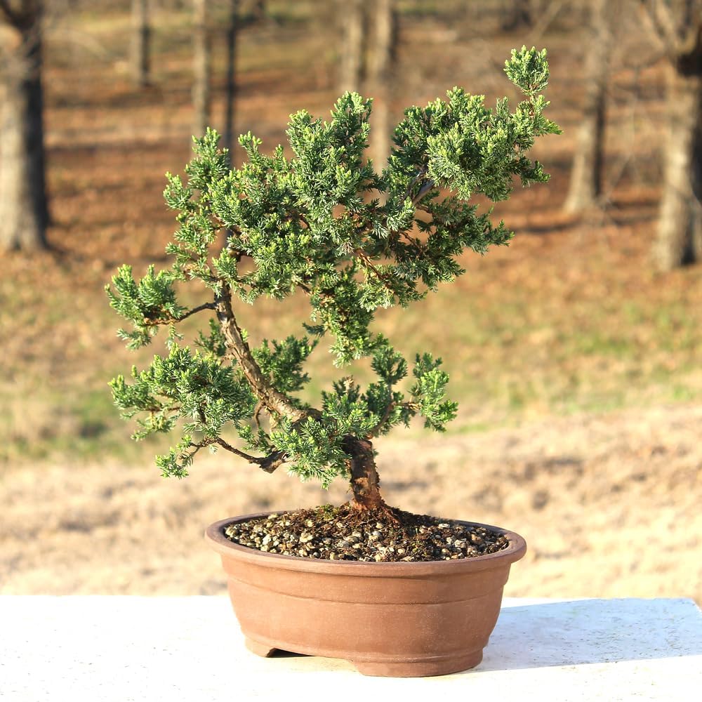 Large Juniper Live Bonsai Tree | Live Bonsai Tree, Juniper, Outdoor, Easy Care, Gift Ready