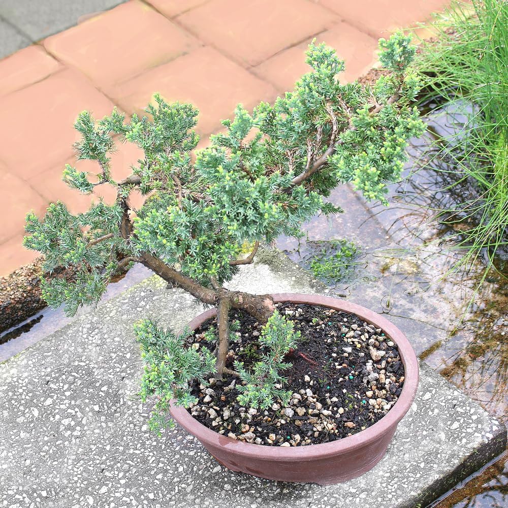 Large Juniper Live Bonsai Tree | Live Bonsai Tree, Juniper, Outdoor, Easy Care, Gift Ready