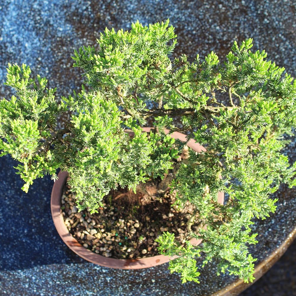 Large Juniper Live Bonsai Tree | Live Bonsai Tree, Juniper, Outdoor, Easy Care, Gift Ready
